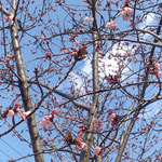 蜂須賀桜を植えた日を昨日のように思い出しながら仰ぎ見ました。　・植ゑし日を昨日のやうに桜見る(和良)