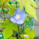 我が家の朝顔は昨日の花を下にして上に上にと咲き続けています。　　　　・朝顔の昨日の花を下に咲く(和良)