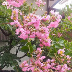 雨の日の百日紅は紅の色がいよいよ濃くなって見えました。　　　　　　　・紅色の雨にいや増す百日紅(和良)