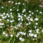 徳島市中央公園の城山で見た著莪の花です。　　　　　　　　　　　　　　・城山の裾に真白き著莪畳（和良）