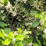 我が家の隣の家の蜜柑の白い花は犇き合って咲いていました。　　　　　・犇きて咲くは蜜柑の花なりし(和良)