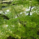 倉敷の美観地区では川辺の若楓が涼しい木陰を作っていました。　　　・若楓美しき倉敷美観地区(和良)