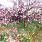 徳島市の原田家住宅では母樹の蜂須賀桜が満開になっていました。　　　　　・満開の蜂須賀桜見て嬉し(和良)