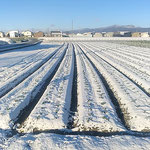 初雪の積もった銀世界を吹き来る風はとても冷たかったです。　　　　　・雪原を吹き来る風の冷たさよ(和良)