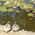 道後公園の内堀でのんびりと甲羅を干す亀を見ました。　　　　　　　　　・亀鳴くをのんびりと待つ日和かな（和良）