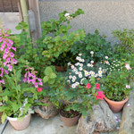 美馬市脇町のうだつの町では庭先に花の鉢を並べた家がありました。　・庭先に五月の花の咲き満ちて(和良)