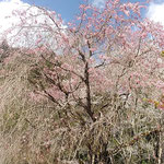 正木ダム近くの家にはしだれ桜があり鶯が鳴いていました。　　　　　　・鶯をこぼるる花を浴びながら(和良)