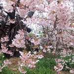 徳島市に残る武家屋敷では蜂須賀桜が満開に花をつけていました。　・江戸の世を今に蜂須賀桜咲く(和良)
