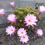 終ったかと思った我が家の仙人掌にまた花が咲いていました。　　　　・花終へし仙人掌またも花つけて(和良)