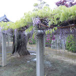 徳島県石井町の地福寺では樹齢200年を越す藤が花をつけていました。　　　　　　　　　　・二百年咲き継ぐ藤のうねる幹(和良)