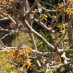 徳島城公園の満作は去年の葉を落とさずに咲いていました。　　・満作は去年の葉捨てず咲きにけり((和良)