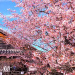 徳島市の原田家屋敷では蜂須賀の殿様が愛した桜が満開でした。　　　　　・蜂須賀の殿の愛せし桜咲く(和良)