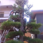 好天の日となり植木屋さんも松手入れを楽しんでいるようでした。　　　　・好天の日の松手入楽しげに(和良)