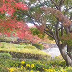 徳島市の眉山の山頂は青空と紅葉と石蕗の花が綺麗でした。　・山頂は石蕗と紅葉と青空と（和良）