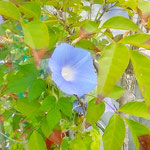 我が家の庭に咲き続ける朝顔は今朝も上へ上へと咲いています。　　　　　・朝顔の上へ上へと咲き続く(和良)