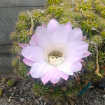 台風15号が日本列島に上陸した日、我が家の仙人掌が花をつけました。・野分にも仙人掌の花凛として(和良)