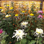 初日の菊花展を見てもう一度咲き揃った時を見たいと思いました。　　・もう一度来やうと思ふ菊花展(和良)