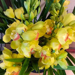 玄関に飾った咲き満ちた蘭の花には勢いが感じられました。　　　　　・咲き満てる蘭に勢のありにけり(和良)