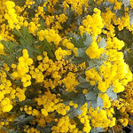 店頭に売り出されたミモザの花は朝の間に売り切れていました。　　　・朝の間に売れて仕舞し花ミモザ(和良)