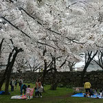 城山のある徳島中央公園の桜は染井吉野でした。　　　　　　　　　　　　・咲き満てる染井吉野の白さかな（和良）