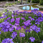 興源寺の歴代徳島藩主の墓に続く助任緑地の花菖蒲は綺麗でした。　　　　　・紫の菖蒲の花が特に好き(和良)