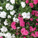 藍住町の自宅の近くで日日草が咲いているのを見つけました。　　　　　・見惚れゐる日日草の赤と白(和良)