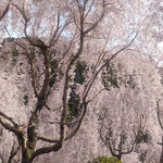 神山町のゆうかの里は10年で350本のしだれ桜を植えたそうです。　・十年で三百五十の桜植ゑ(和良)