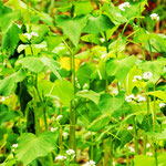 深大寺の参道の脇に蕎麦の畑があり、蕎麦の花が咲いていました。　　　・参道に蕎麦の花咲く深大寺(和良)