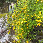 山吹は川に落ちていくように崖にしだれ咲いていました。　　　　　・山吹のしだるるやうに咲ける崖(和良)