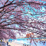 蜂須賀桜は散り始めていましたがそんな花見も風情がありました。　・散り始むお花見もまたよろしかろ(和良)