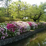 湯築城跡にある道後公園を散策しました。躑躅が綺麗でした。　　　　　　・外堀の土塁は躑躅また躑躅（和良）