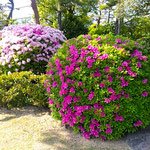 倉敷美観地区の大原美術館の庭園には躑躅の生垣がありました。　　　　・生垣の躑躅にもある矜持かな(和良)