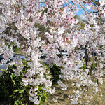 リゾートホテルでは庭のしだれ桜に日が差して美しかったです。　　　　・日を浴びてしだれ桜の輝ける(和良)