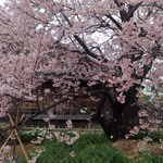 蜂須賀桜が咲く武家屋敷の庭は綺麗に掃除されていました。　　・塵の無き庭に蜂須賀桜咲く(和良)