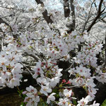 勝浦さくら祭りでは川の両岸の桜が満開で人々を迎えてくれました。　・咲き満てるさくら祭りの桜かな(和良)