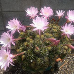 我が家の庭の仙人掌は今日もたくさんの花をつけていました。　　 　・仙人掌の今日を限りと咲き競ふ(和良)