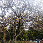 徳島市の徳島城公園の白木蓮では小さな蕾が犇き合っていました。　　　　　　・犇ける白木蓮の蕾かな(和良)