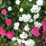 日日草は毎日咲いているようですが朝の日日草は鮮やかでした。　　　　・今朝も咲く日日草の鮮やかさ(和良)