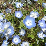 歯科クリニックの庭はネモフィラが咲いて明るく見えました。　　　・ネモフィラの咲いて明るき庭先に(和良)