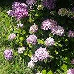 眉山山頂のモラエスの像がある広場で紫陽花の咲く一叢を見つけました。　　・山頂に紫陽花咲ける一処(和良)