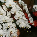 徳島市で開かれた華道展では胡蝶蘭が輝いて見えました。　　・ひときわの明るさ室の胡蝶蘭（和良）