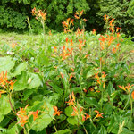 牧野植物園では名も知らない野草に初夏の花が咲いていました。　　・名も知らぬ野草に美しき初夏の花(和良)