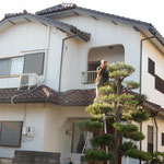 藍住町の自宅の松手入を植木屋さんにしてもらいました。　　　　　　　　・残す芽の他はばっさり松手入（和良）