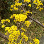 武家屋敷裏庭の山茱萸の花は今を盛りに咲き満ちていました。　　・裏庭に山茱萸の花咲き満ちて(和良)