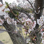 モアナコーストの庭に咲く染井吉野の幹は黒く花は真っ白でした。　・幹黒き染井吉野の白さかな(和良)