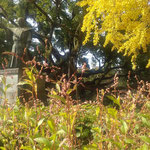 徳島市中央公園の蜂須賀藩祖の像の前に藍の花が咲いていました。　　・藍の花阿波の藩祖の立像に(和良)