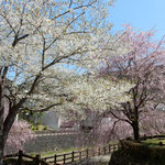 神山温泉にはいろいろな種類のしだれ桜があり色を競っていました。　・とりどりの色美しき糸桜(和良)