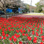 美馬市脇町のデ・レイケ公園ではチューリップが満開でした。　　・チューリップ何色が好き赤が好き(和良)