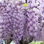 童学寺では大きな藤棚の藤も見、鶯も聞き山を下りました。　　　　　　　・藤を見て鶯も聞き山下りる(和良)