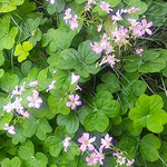 紫の花をつけた酢漿草は酸っぱい花と母に教えられました。　　　 　・酢漿草は酸つぱい花と教へられ(和良)